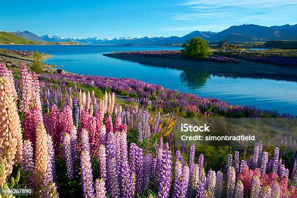 Lupins At Lake Tekapo Stock Photo - Download Image Now - New Zealand, Lake Tekapo, Flower