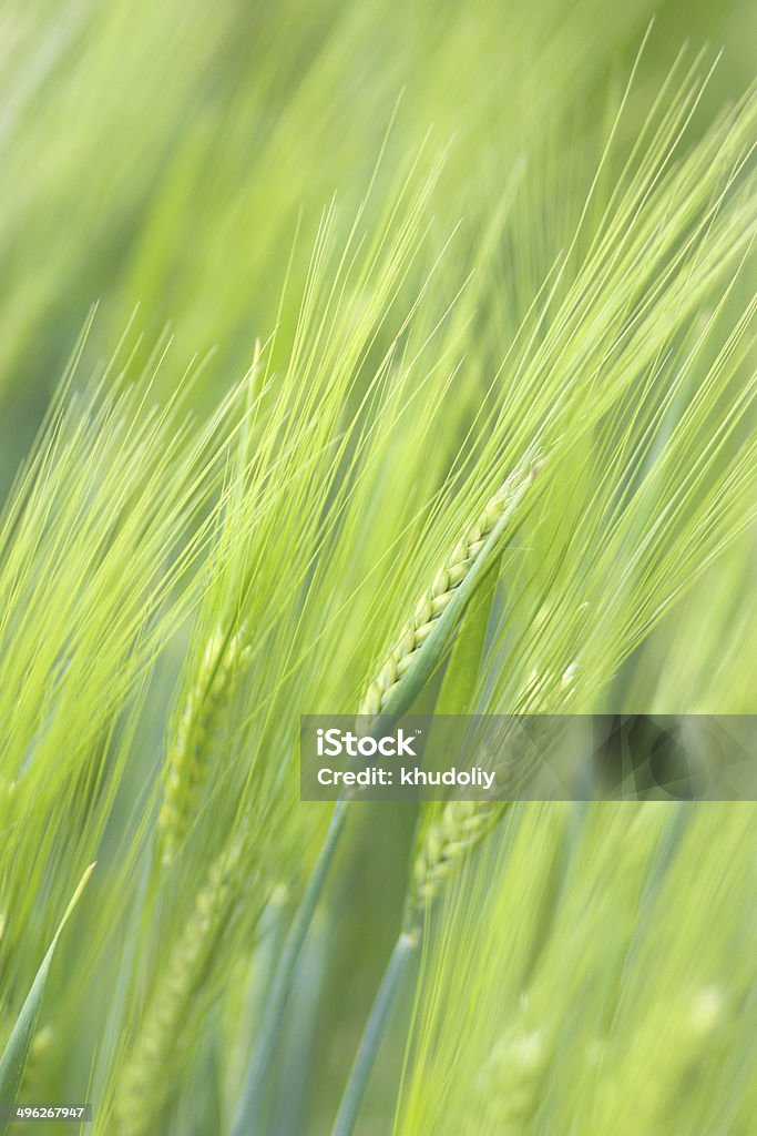 Trigo verde spikelets - Foto de stock de Ninguém royalty-free
