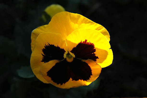 yellow flower Viola tricolor on a black background illuminated by daylight