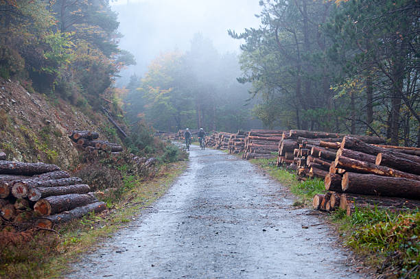 istock Foggy Deerpark and Djouce Woods, Ireland 496276520