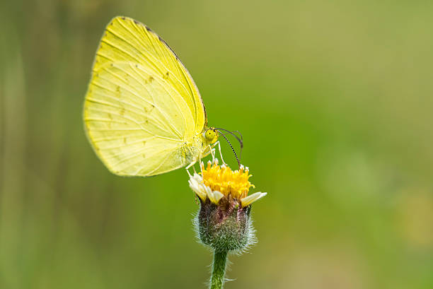 istock Butterfly on yellow flower with grass. 496278020