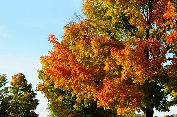 istock Autumn Colors in Michigan 496278102
