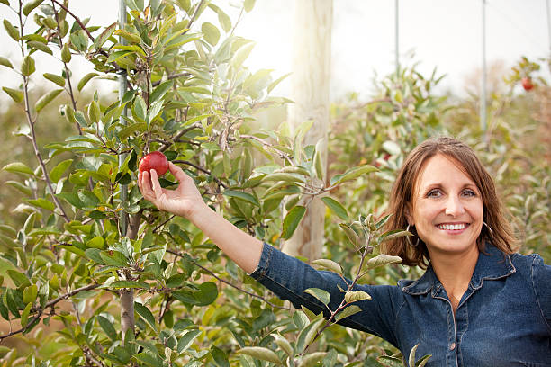istock Beautiful Woman Picking An Apple 496278274