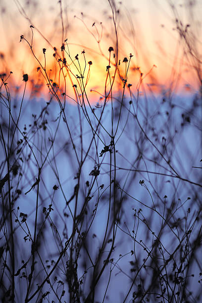 istock Dried flowers on a background sunset 496278674
