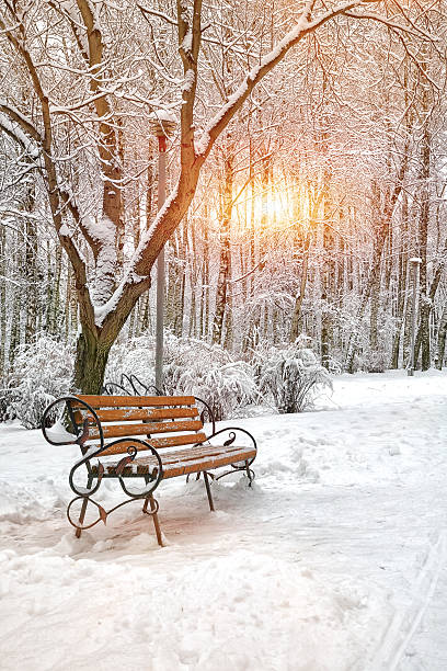 istock Snow-covered trees in the city park 496278840