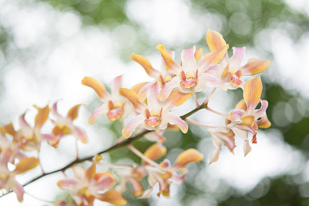Streaked orchid flowers and colorful bokeh background stock photo