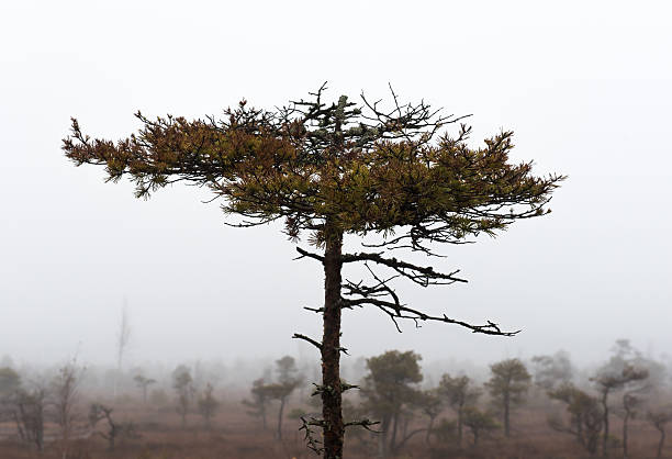 istock Kemeri National Park in autumn 496279482
