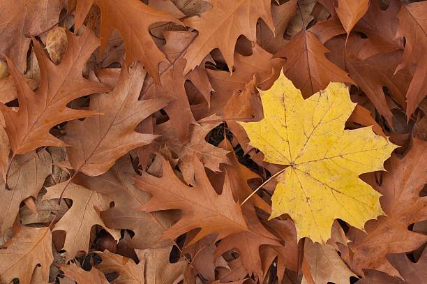 istock Oak leaves lying on the ground 496279696