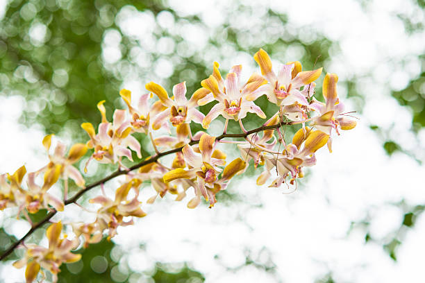 Streaked orchid flowers and colorful bokeh background stock photo