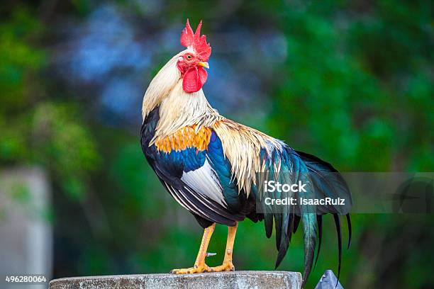 Photo libre de droit de Coq banque d'images et plus d'images libres de droit de Coq - Coq, Poulet - Volaille domestique, Photographie