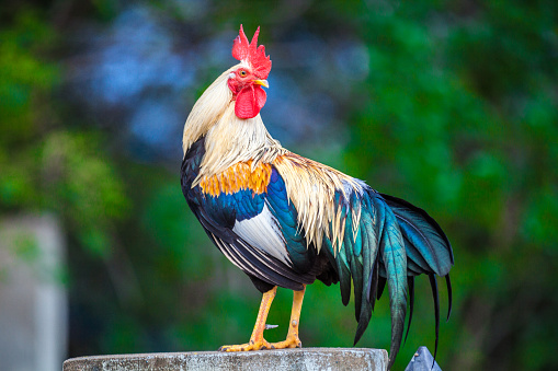 colorful rooster standing