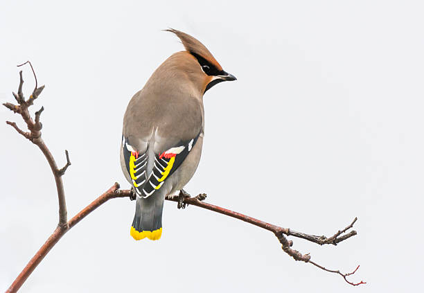 Waxwing Waxwing cedar waxwing stock pictures, royalty-free photos & images