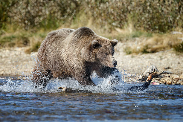 Brown Bear Alaska brown bear chasing and eating sockeye salmon at Katmai National Park Alaska brown bear catching salmon stock pictures, royalty-free photos & images