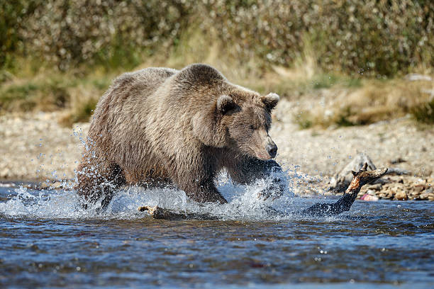 бурый медведь аляска - brown bear alaska katmai national park animal стоковые фото и изображения