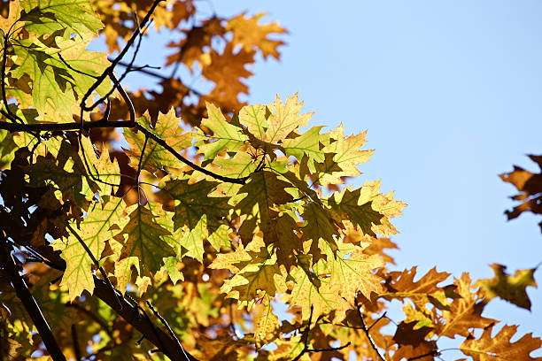 istock Autumn yellow oak leaves 496280964