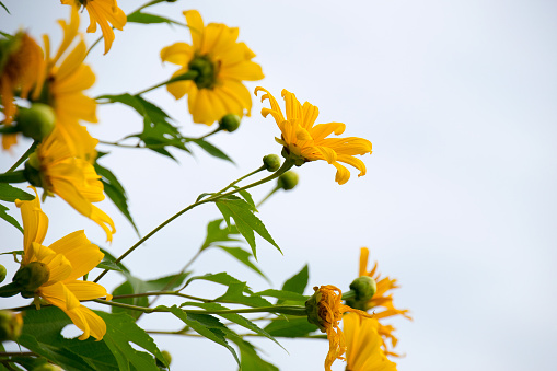 Tree marigold or Mexican tournesol or Mexican sunflower or Japanese sunflower or Nitobe chrysanthemum
