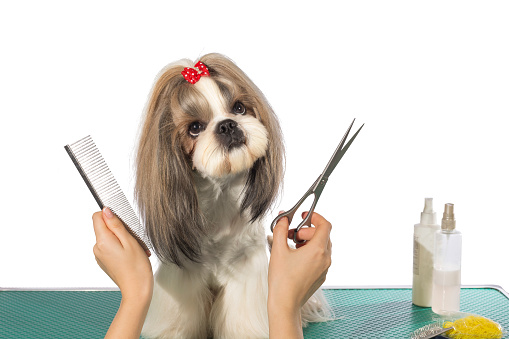 Beautiful shih-tzu dog at the groomer's hands with comb and  scissors - isolated on white