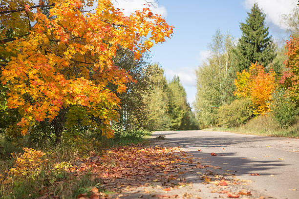 otoño road en canadá - country road lane road dirt road fotografías e imágenes de stock