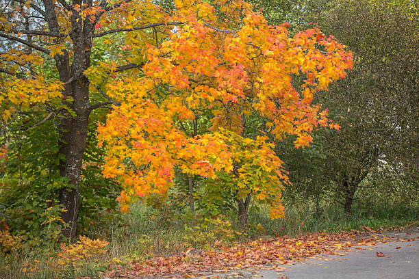 otoño road en canadá - country road lane road dirt road fotografías e imágenes de stock