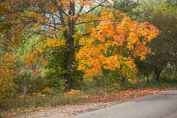 otoño road en canadá - country road lane road dirt road fotografías e imágenes de stock