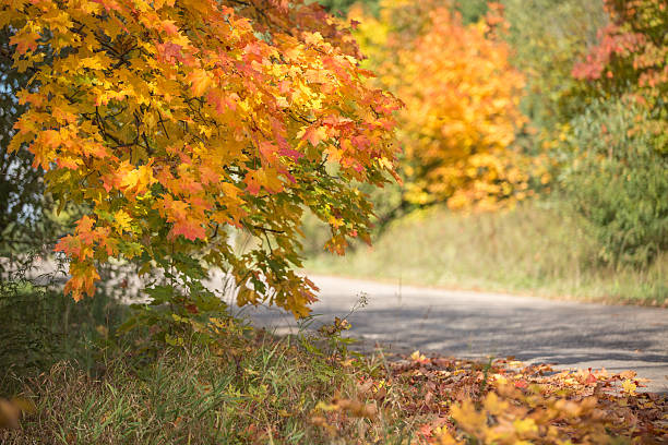 otoño road en canadá - country road lane road dirt road fotografías e imágenes de stock