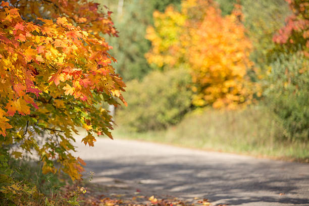 otoño road en canadá - country road lane road dirt road fotografías e imágenes de stock