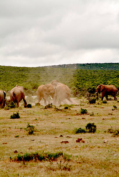 Charching elephants stock photo