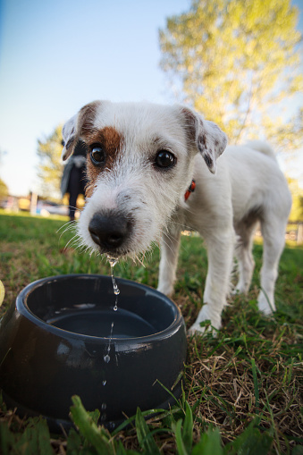 Cute puppy dog drinking from a bowl outside. Wide angle close up portrait.