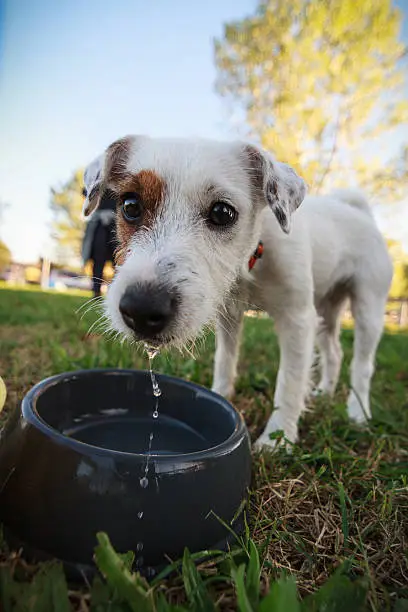 Photo of Sweet Parson Russell Terrier puppy drinking
