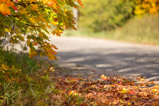 otoño road en canadá - country road lane road dirt road fotografías e imágenes de stock