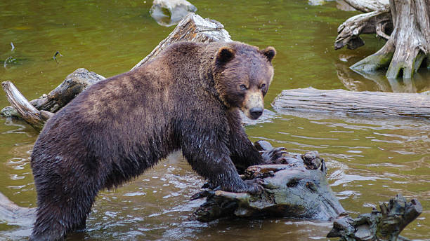 Cтоковое фото Аляска бурый медведь с опущенными взгляд