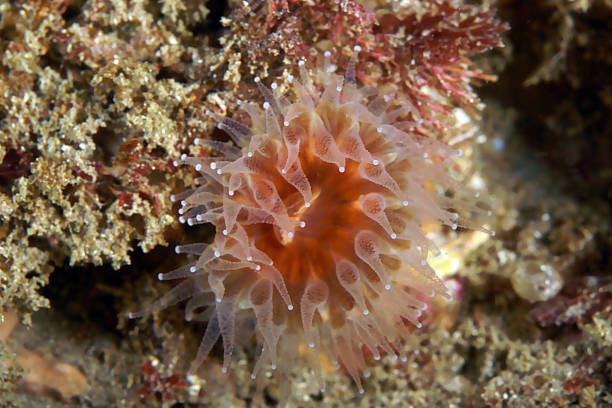istock Sea anemone underwater at coral reef 496284970