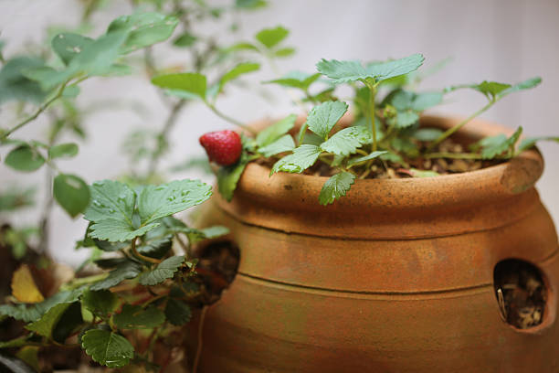 Orange ceramic strawberry pot with plants