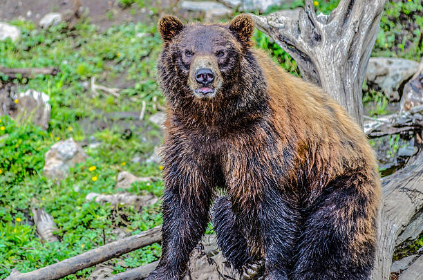 알래스카 큰곰 카메라 보기 스톡 사진