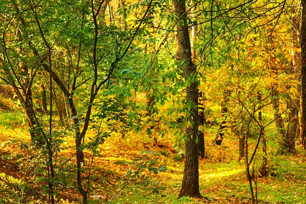 Oil landscape painting showing forest on a sunny day.