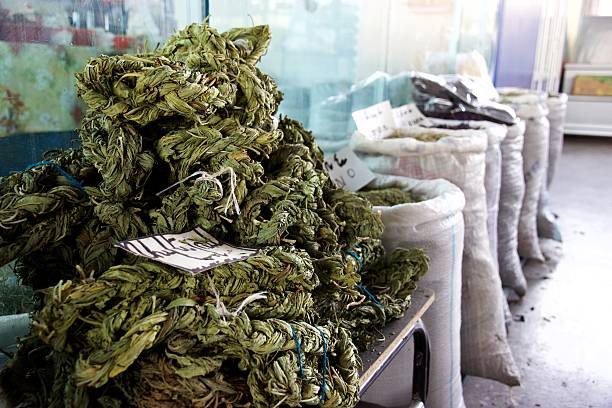 Braided dried sorrel leaves for sale in market, Yerevan, Armenia At a market in Yerevan, Armenia, various large bags of goods for sale are in the background, while in the foreground is a pile of wild green sorrel, called aveluk in Armenian (Rumex crispus), dried and braided for winter to be used in soup. rumex crispus stock pictures, royalty-free photos & images