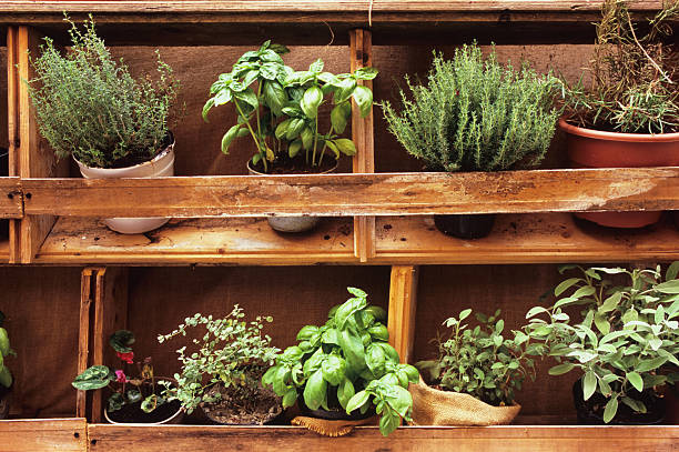 istock Aromatic herbs in their pots in rustic arrangement 496286796