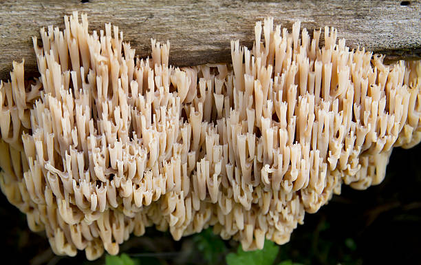 fungo clavaroid (ramaria stricta) - coral fungus foto e immagini stock