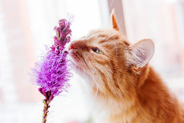 Ginger cat smells a bright lilac flower. Ginger cat smells a bright lilac flower. Cozy spring morning at home. Cute background. cat sniff stock pictures, royalty-free photos & images
