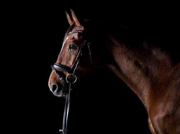istock sporty horse against a black background 496291744