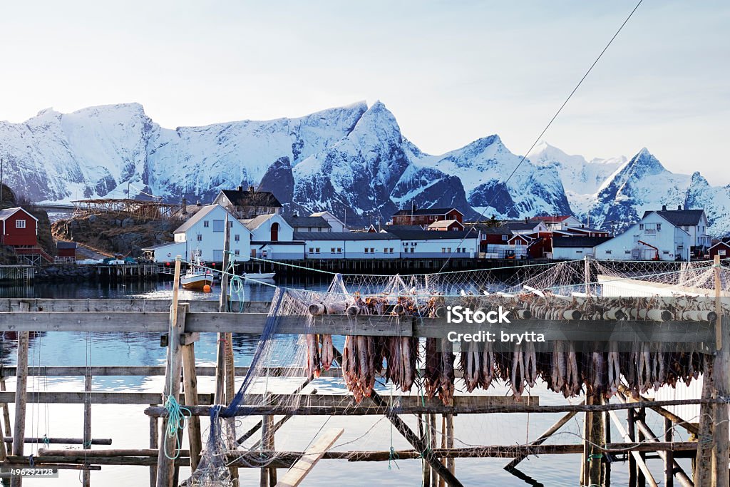 Fishing village Hamnoy and drying stockfish, Lofoten Islands,Norway Hamnoy is a small fishing village located in the municipality of Moskenes on the Lofoten Islands. In the foreground a rack with drying stockfish. 2015 Stock Photo