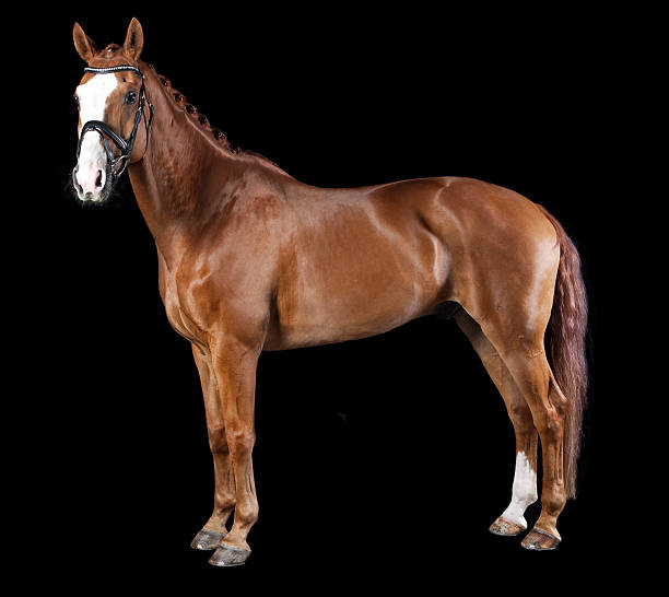istock Hanoverian chestnut horse 496292344