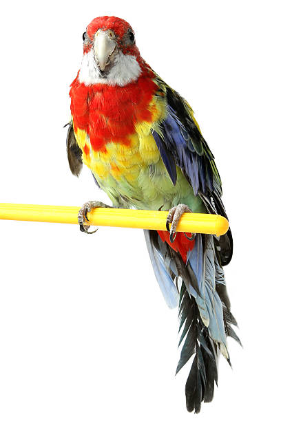 istock large colorful parrot isolated 496303611