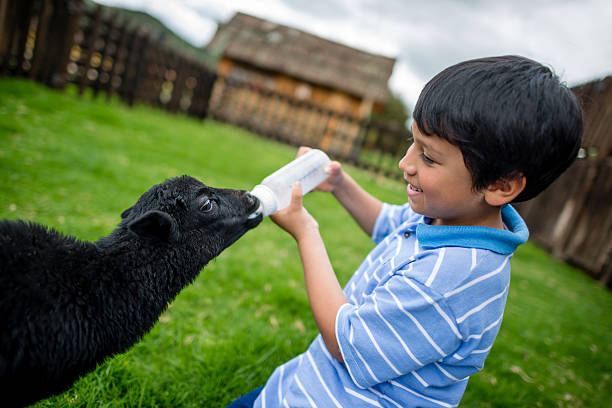 um menino alimentação goat - animals feeding animal child kid goat imagens e fotografias de stock