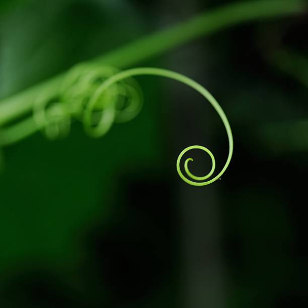 istock The rhythm of Long beans cane 014 496305397
