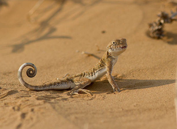 istock Eared toad (Phrynocephalus mystaceus) in the sands of Kalmykia. 496305451