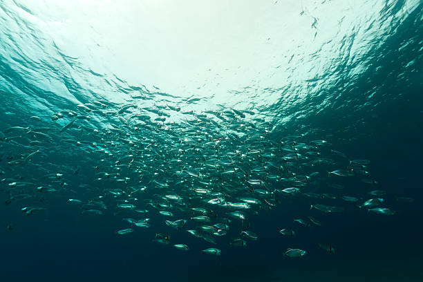 istock Striped mackerel in the Red Sea. 496305485