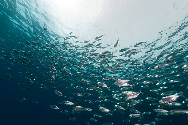 istock Striped mackerel in the Red Sea. 496305489