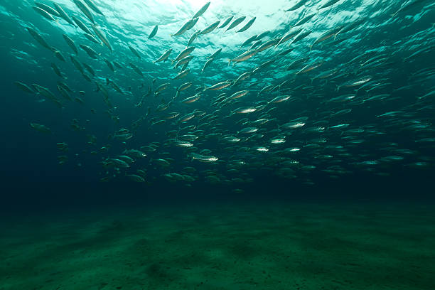 istock Striped mackerel in the Red Sea. 496305491