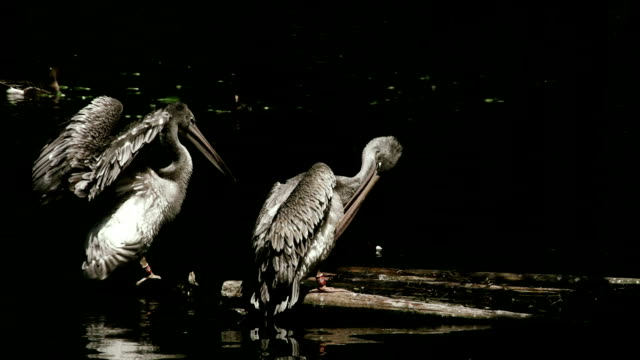 Pelicans,slow motion
